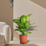 Dieffenbachia Seguine Or Maroba - Greensouq - 