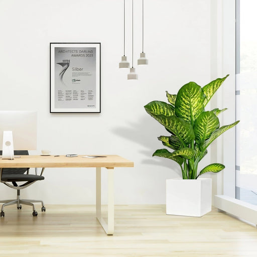 Dieffenbachia Seguine Or Maroba in Grp Square Pot - Greensouq - 