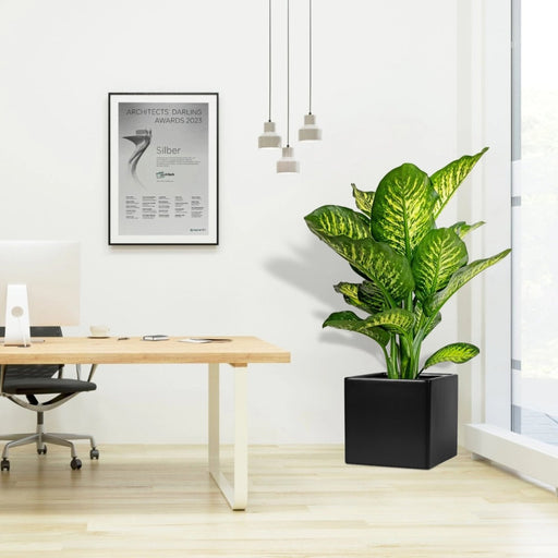 Dieffenbachia Seguine Or Maroba in Grp Square Pot - Greensouq - 