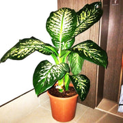 Dieffenbachia seguine Or Tropic Snow - Greensouq - 