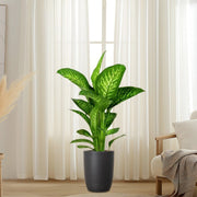 Dieffenbachia seguine Or Tropic Snow - Greensouq - 