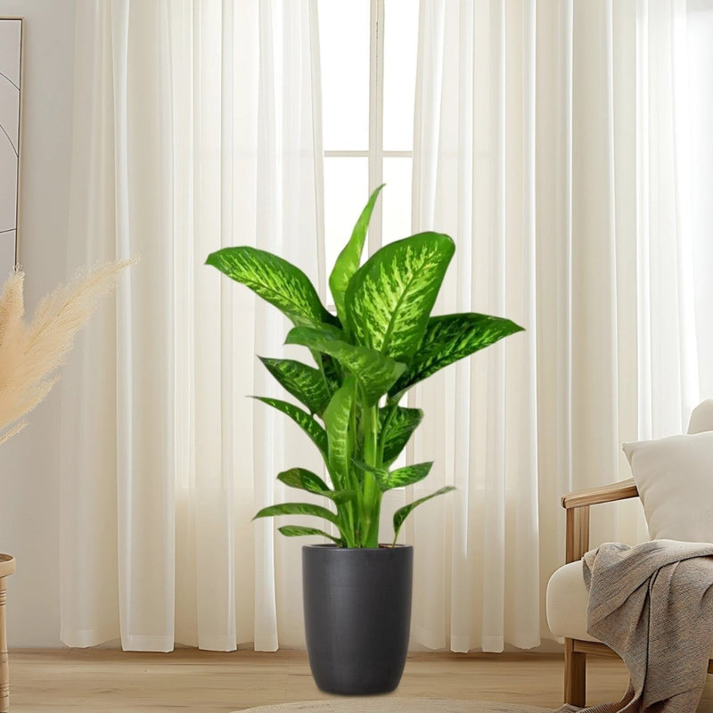Dieffenbachia seguine Or Tropic Snow - Greensouq - 