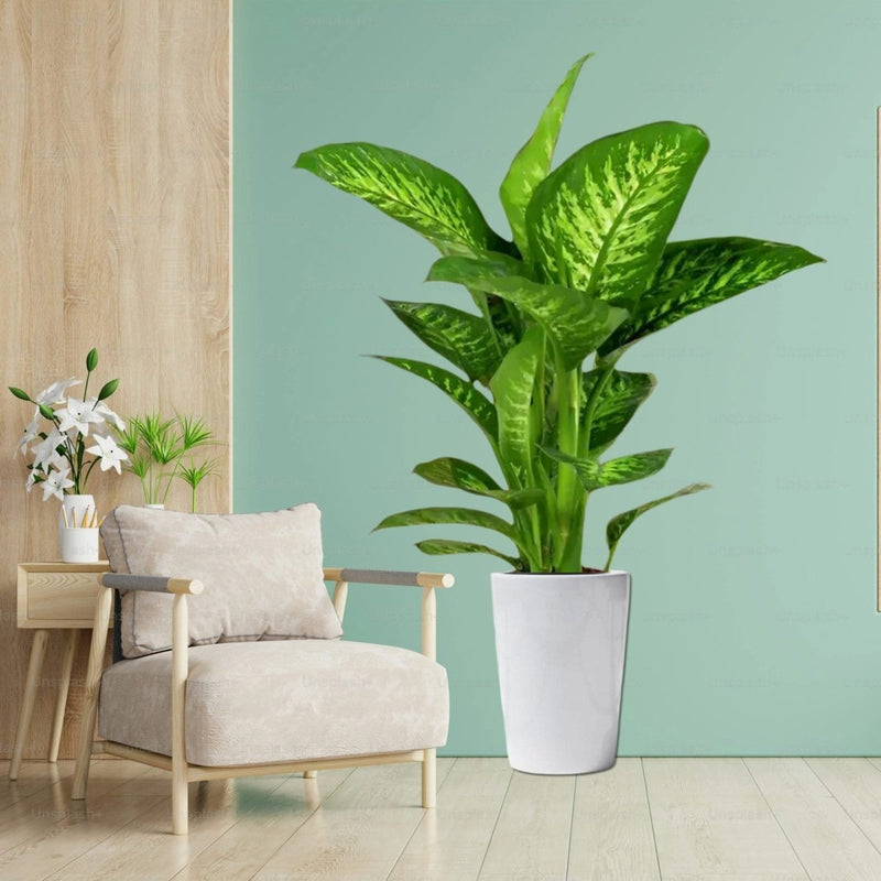 dieffenbachia seguine tropic snow Dieffenbachia Seguine - Tropic Snow