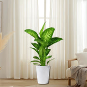 Dieffenbachia seguine Or Tropic Snow - Greensouq - 