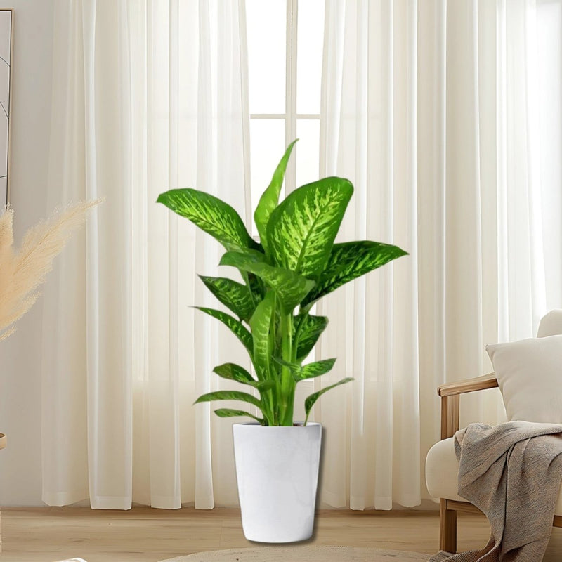 Dieffenbachia seguine Or Tropic Snow - Greensouq - 