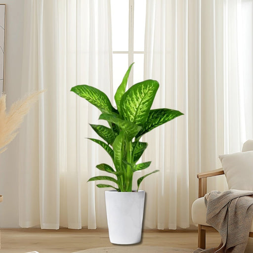 Dieffenbachia seguine Or Tropic Snow - Greensouq - 