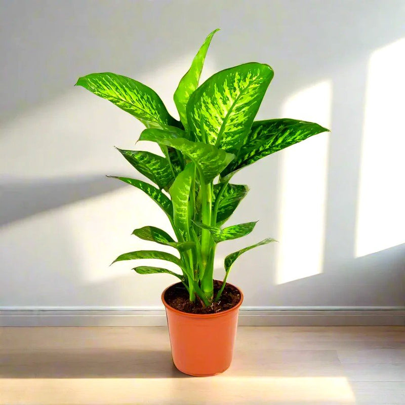 Dieffenbachia seguine Or Tropic Snow - Greensouq - 