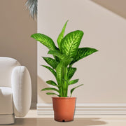 Dieffenbachia seguine Or Tropic Snow - Greensouq - 