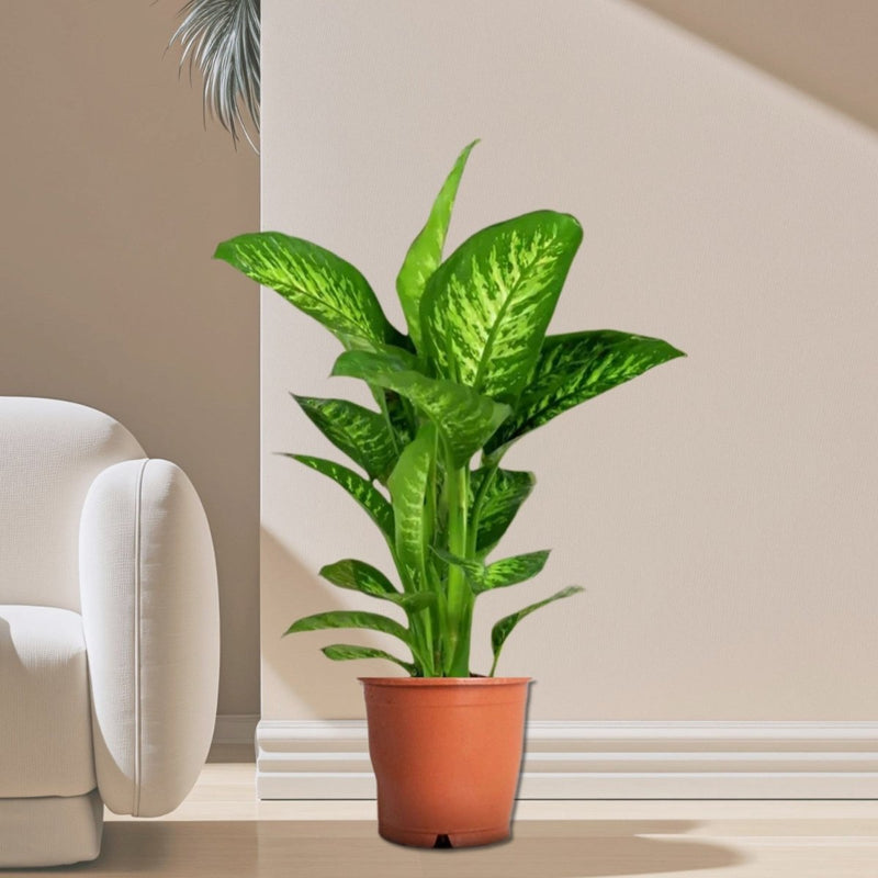Dieffenbachia seguine Or Tropic Snow - Greensouq - 