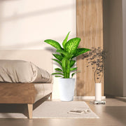 Dieffenbachia seguine Or Tropic Snow 70 - 80cm - Greensouq - 