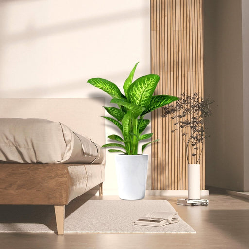 Dieffenbachia seguine Or Tropic Snow 70 - 80cm - Greensouq - 