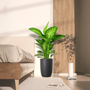 Dieffenbachia seguine Or Tropic Snow 70 - 80cm - Greensouq - 