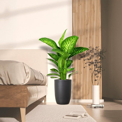 Dieffenbachia seguine Or Tropic Snow 70 - 80cm - Greensouq - 