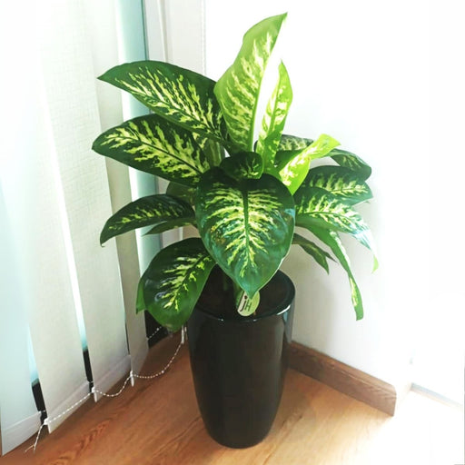 Dieffenbachia seguine Or Tropic Snow in Black Ceramic Pot 70 - 90cm - Greensouq - 