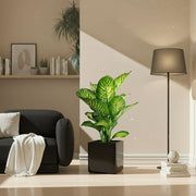 Dieffenbachia seguine Or Tropic Snow in Grp Square Pot 30x30 - Greensouq - 