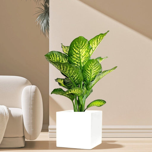 Dieffenbachia seguine Or Tropic Snow in Grp Square Pot 30x30 - Greensouq - 