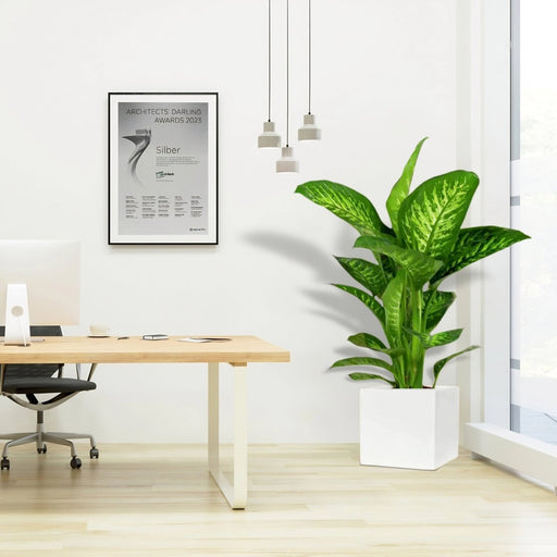 Dieffenbachia seguine Or Tropic Snow in Grp Square Pot 30x30 - Greensouq - 