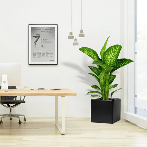 Dieffenbachia seguine Or Tropic Snow in Grp Square Pot 30x30 - Greensouq - 