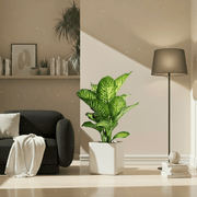 Dieffenbachia seguine Or Tropic Snow in Grp Square Pot 30x30 - Greensouq - 