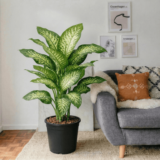 Dieffenbachia Seguine - Tropic Snow | UAE's Lush Houseplant! - Greensouq - 