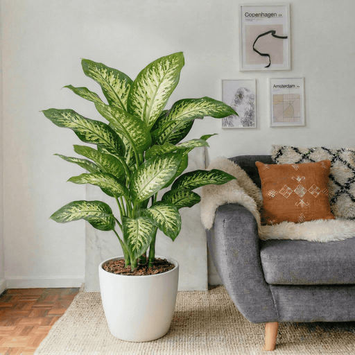 Dieffenbachia Seguine - Tropic Snow | UAE's Lush Houseplant! - Greensouq - 