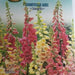 Digitale Mix Seeds by CANESTRO - Greensouq - 