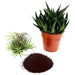 Disper Fer 6% Best for plant Iron Deficiencies - Greensouq - 