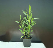 Dodonaea Viscosa "Hopbush" 20 - 30cm - Greensouq - 