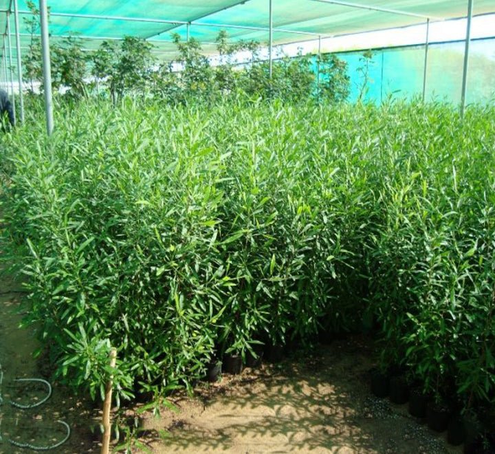 Dodonaea Viscosa "Hopbush" 20 - 30cm - Greensouq - 