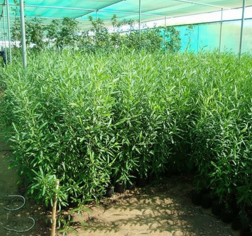 Dodonaea Viscosa "Hopbush" 20 - 30cm - Greensouq - 