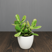 Dollar Plant "Crassula ovata Mini " Or Jade Plant" 5 - 10cm - Greensouq - 