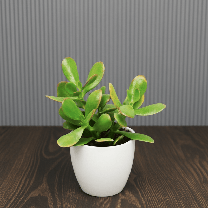 Dollar Plant "Crassula ovata Mini " Or Jade Plant" 5 - 10cm - Greensouq - 