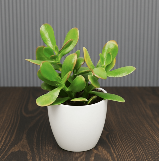 Dollar Plant "Crassula ovata Mini " Or Jade Plant" 5 - 10cm - Greensouq - 