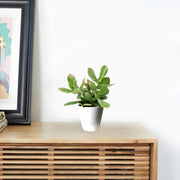Dollar Plant "Crassula ovata Mini " Or Jade Plant" 5 - 10cm - Greensouq - 