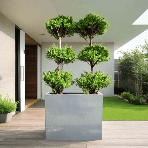 Double Ficus 3 - Head Arrangement | Gray GRP Pot 120x40x60 - Greensouq - 