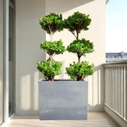 Double Ficus 3 - Head Arrangement | Gray GRP Pot 120x40x60 - Greensouq - 