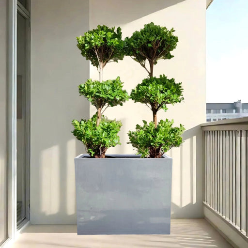 Double Ficus 3 - Head Arrangement | Gray GRP Pot 120x40x60 - Greensouq - 