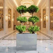 Double Ficus 3 - Head Arrangement (Gray GRP Pot 120x40x60) UAE Lush Greens! - Greensouq - 