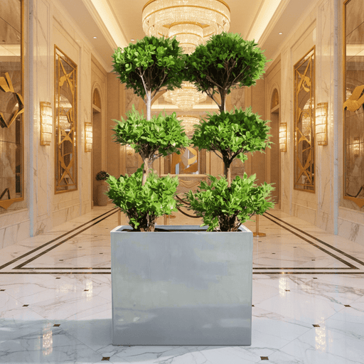 Double Ficus 3 - Head Arrangement (Gray GRP Pot 120x40x60) UAE Lush Greens! - Greensouq - 
