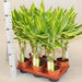Dracaena fragrans “Golden Coast”