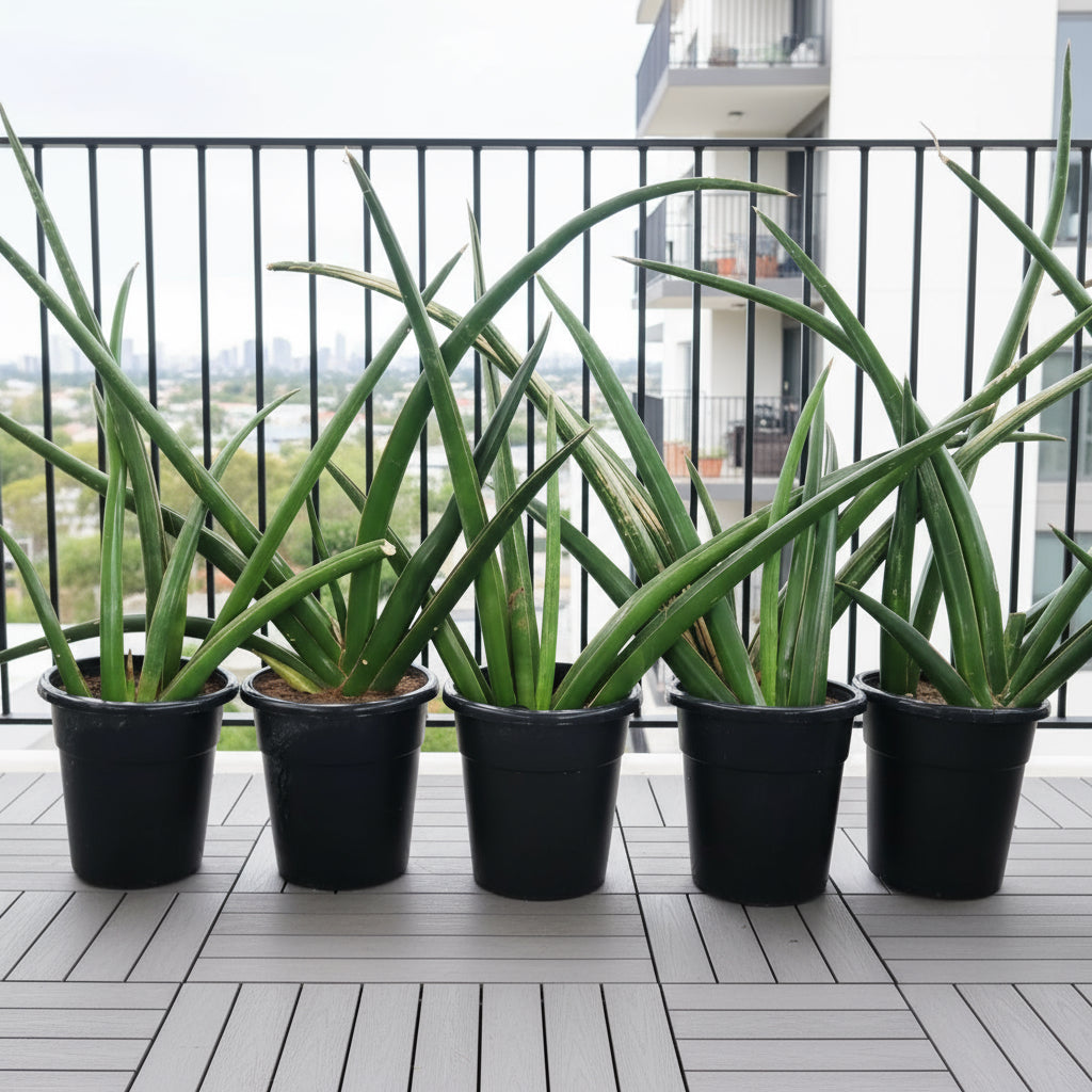 dracaena angolensis care Dracaena angolensis (Sansevieria cylindrica) 60-80cm — Greensouq