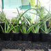 Dracaena angolensis (Sansevieria cylindrica) - Greensouq - 