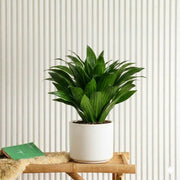 Dracaena Compacta | Dubai Top Plants! - Greensouq - 