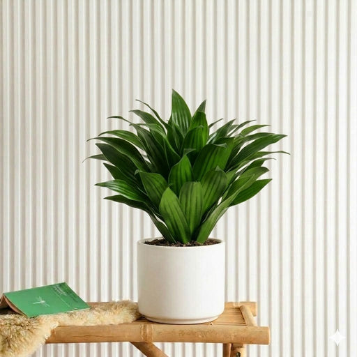 Dracaena Compacta | Dubai Top Plants! - Greensouq - 