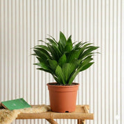 Dracaena Compacta | Dubai Top Plants! - Greensouq - 