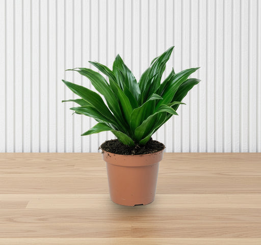 Dracaena Compacta Small - Greensouq - 