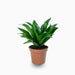 Dracaena Compacta Small - Greensouq - 