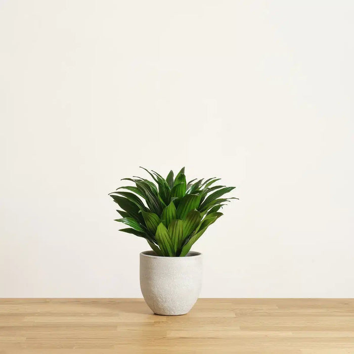 Dracaena Compacta Small - Greensouq - 