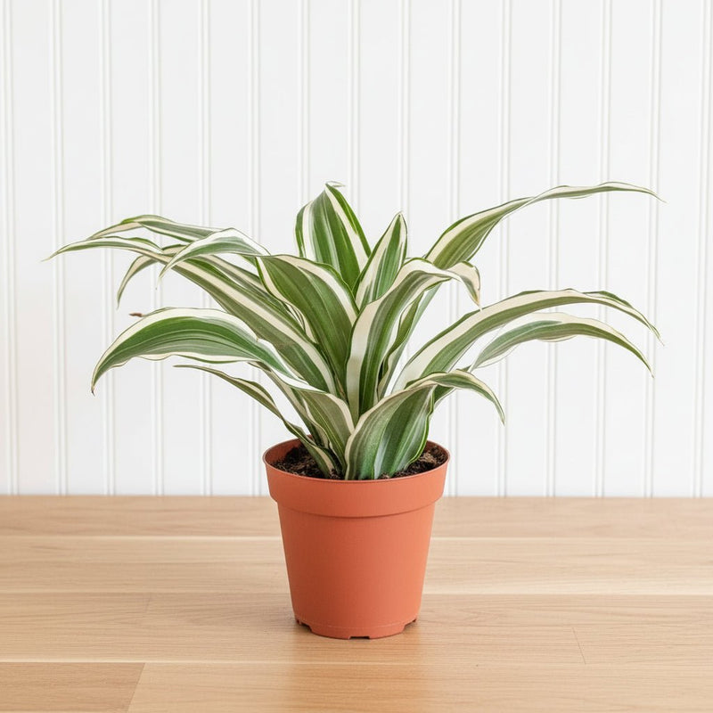 Dracaena Deremensis "Warneckii" - Greensouq - 