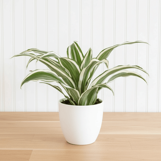 Dracaena Deremensis "Warneckii" - Greensouq - 